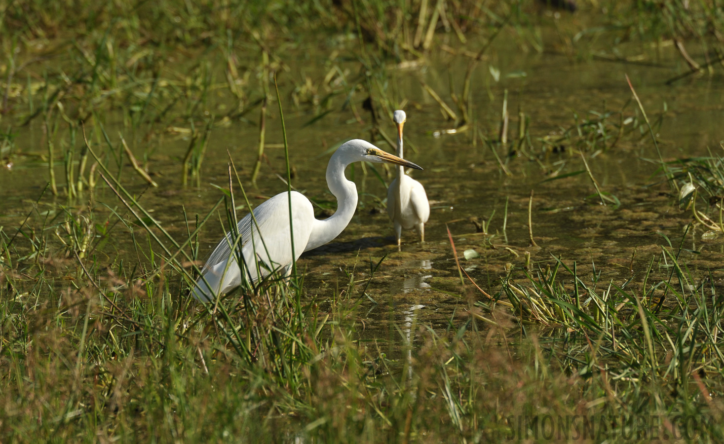 Ardea alba modesta [550 mm, 1/2000 Sek. bei f / 8.0, ISO 800]